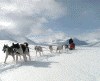 Dog Sledge  (233770 bytes)